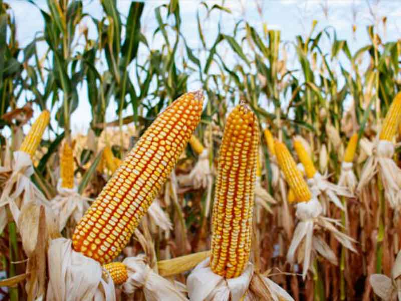 EU escala conflicto por maíz transgénico con México y solicita panel dentro del T-MEC para resolver diferencias